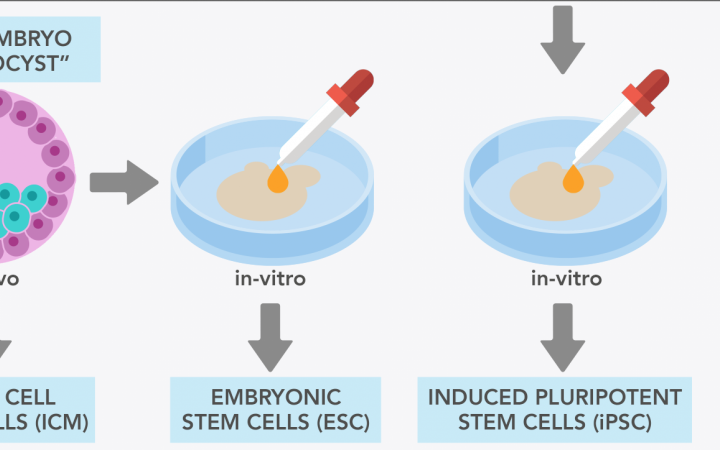 Explore Stem Cells Eurostemcell